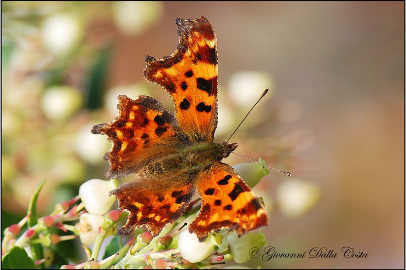 Polygonia c-album